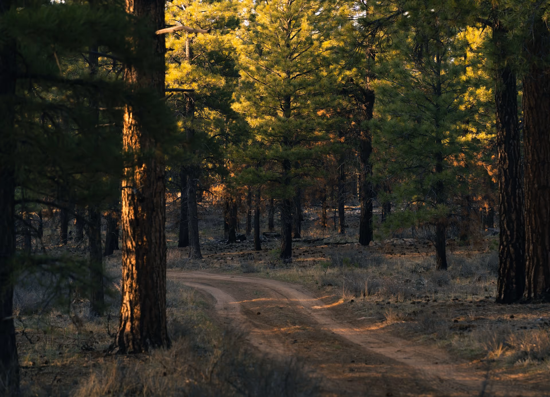 A dirt road curving through a sunlit ponderosa pine forest