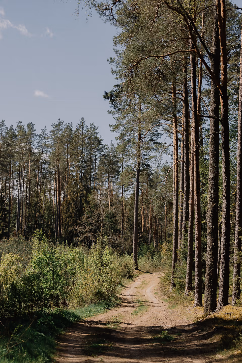 A dirt road running into a pine forest