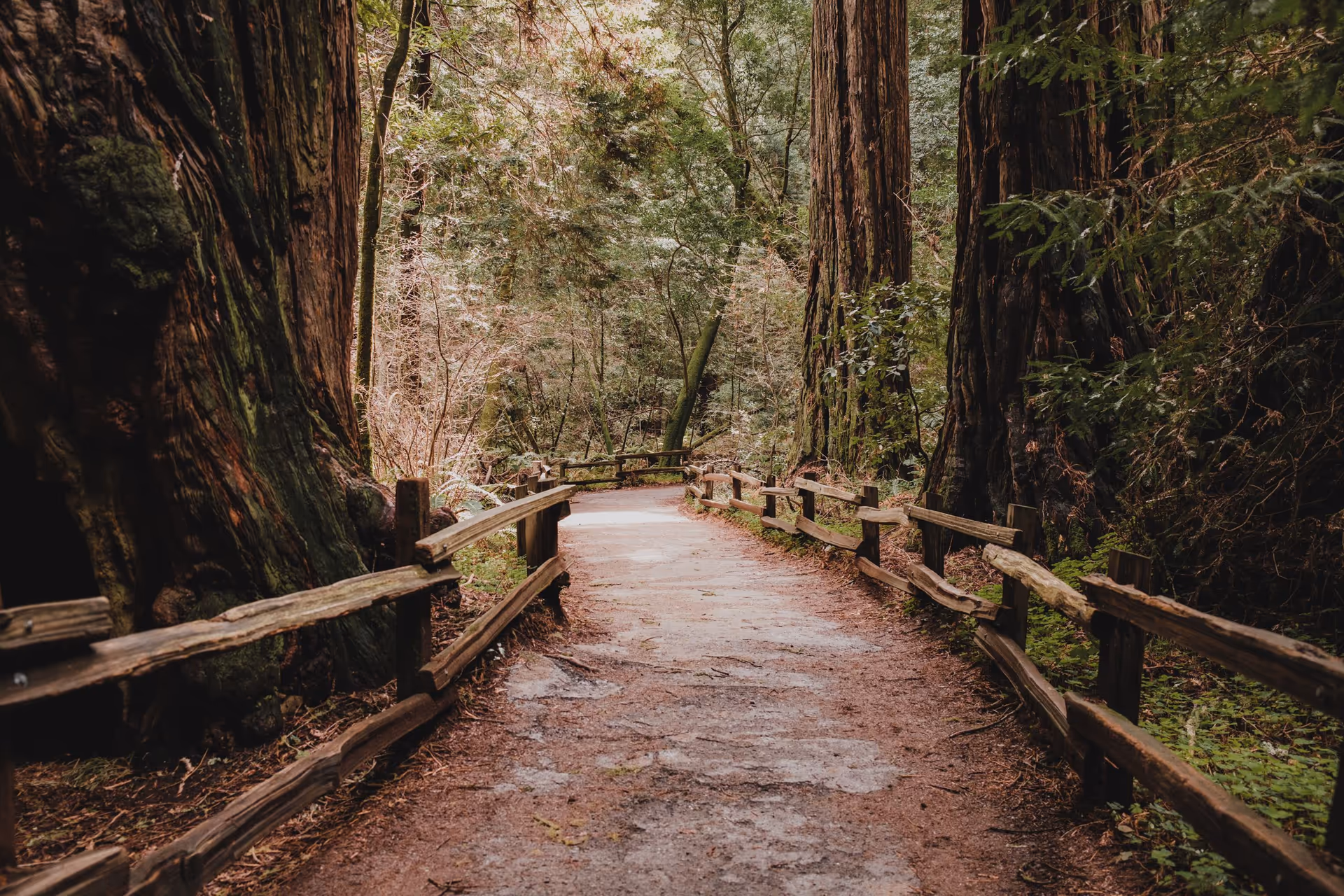 A fenced dirt trail between giant redwood trunks in a shaded forest