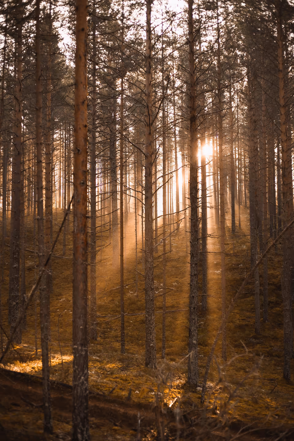 Low sun through a stand of pines